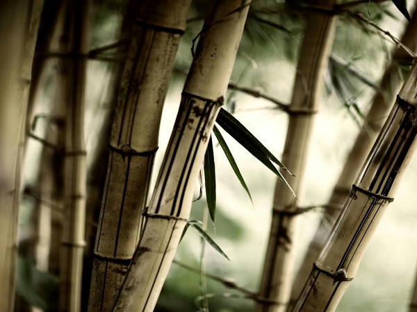 Bambus - Ein Rohstoff mit Zukunft